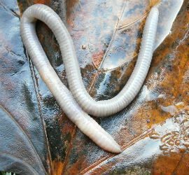 Though you are a lowly worm, O citizen, but you have teeth to thrash mountains, and beat them small