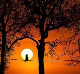 Decrepitude/greyheads