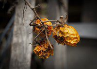 Uganda's Colossal Failure Is Down To Feeble Institutions