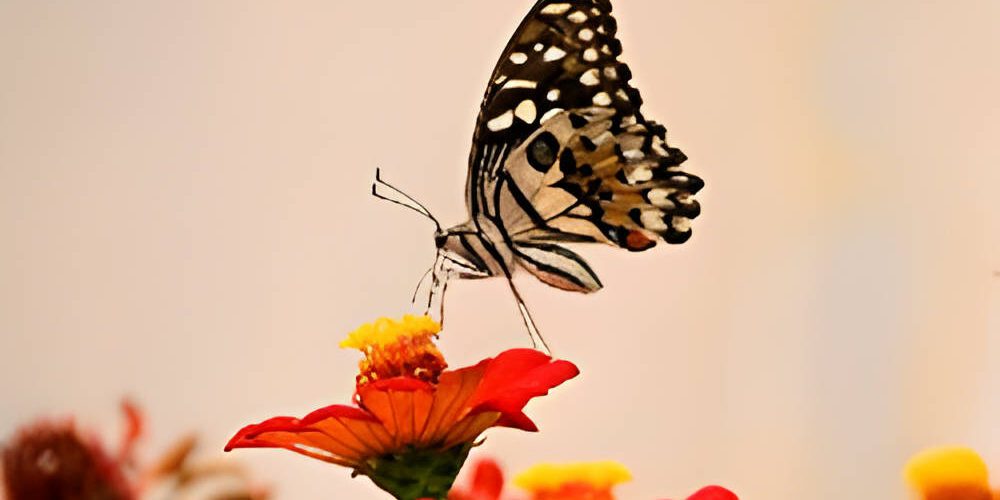 The Unexpected Butterfly Effect Of A Great Teacher