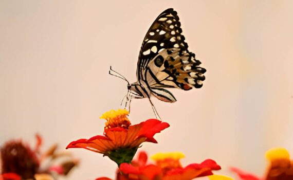 The Unexpected Butterfly Effect Of A Great Teacher